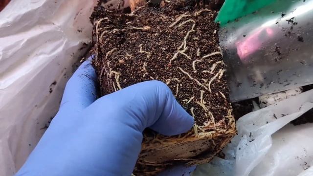 Субботние цветочные будни. Купила взрослое растение. Горшок для кротона смотреть онлайн