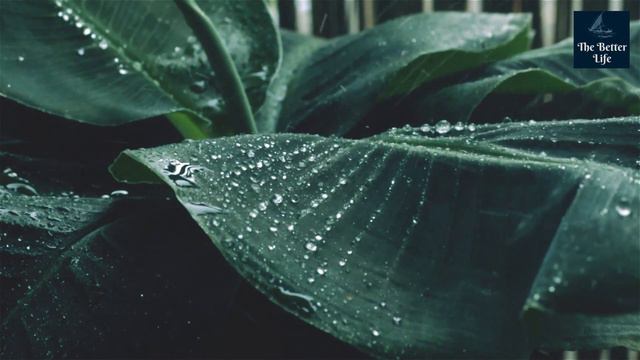 🎧After The Storm🍃Meditation, Healing, Relaxing Music(2 hours) смотреть онлайн
