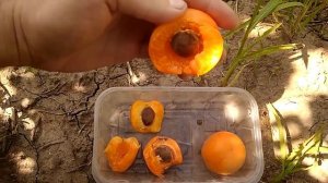 абрикос Меджик кот и сравнение с Томкот, Лескоре, Монастырский, Мелитопольский Ранний