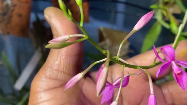 AN ORCHID A DAY EPISODE 384 ORCHID SPOTLIGHT: BARKERIA SKINNERI смотреть онлайн