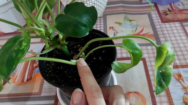 Обзор цветов с подоконников смотреть онлайн