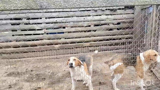 ЩЕНКИ РУССКОЙ ПЕГОЙ ГОНЧЕЙ смотреть онлайн