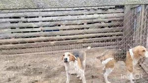 ЩЕНКИ РУССКОЙ ПЕГОЙ ГОНЧЕЙ