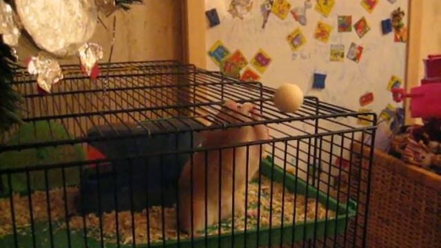 Хомячок играет в мяч смотреть онлайн