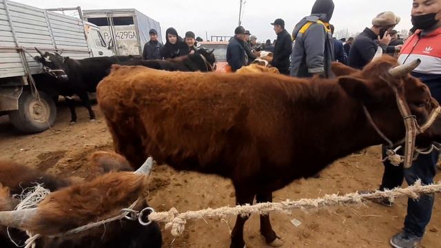 ТУРТКУЛ МОЛ БОЗОРИ 28.03.2021