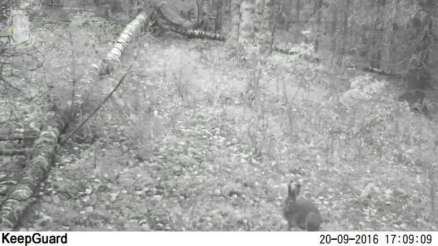 ID1493/Печоро-Илычский заповедник/Другие виды животных/Заяц кушает смотреть онлайн