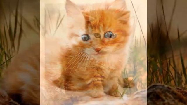 Прелестные рыжие котята для солнечного настроения смотреть онлайн