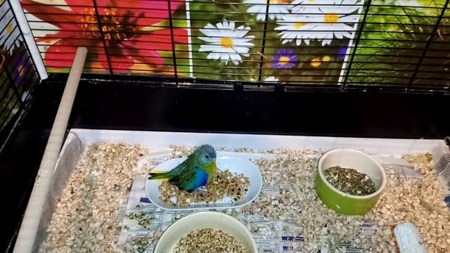 Птенец лазурного попугая - вылитый папа смотреть онлайн