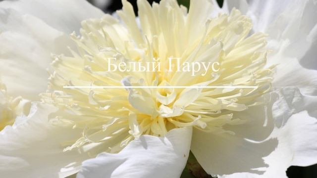 Пионы отечественной селекции и стран СНГ. Сорта. Часть 1. смотреть онлайн