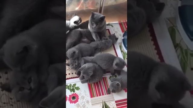 Маленькие серые котята? они такие милые, милашки?. Интересное видео смотреть онлайн
