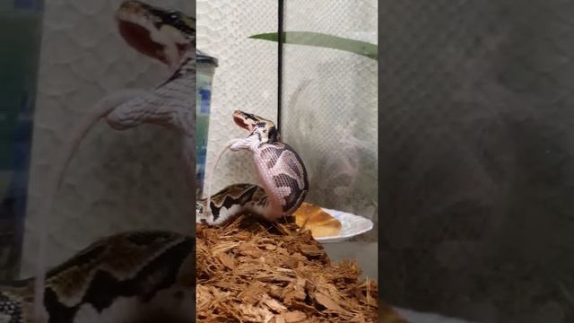 Королевский питон . смотреть онлайн