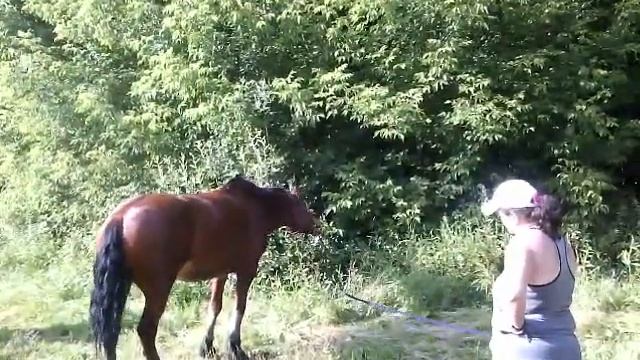 Красивые лошадки жопастые амазонки смотреть онлайн