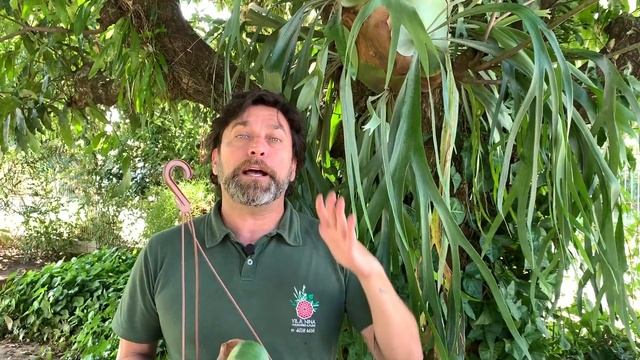 Chifre De Veado Dicas Fáceis E Simples (Platycerium Bifurcatum)