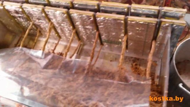 Прививка фундука на Турецкую лещину (Corylus colurna) смотреть онлайн