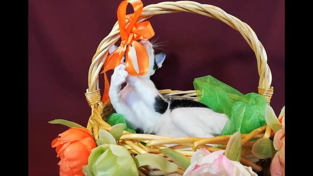 Ориентальный котенок Palmary Tintin смотреть онлайн