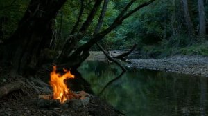 Почему у алоэ желтеют кончики листьев?