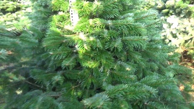 Пихта Нордмана (срубленная новогодняя пихта)  22214