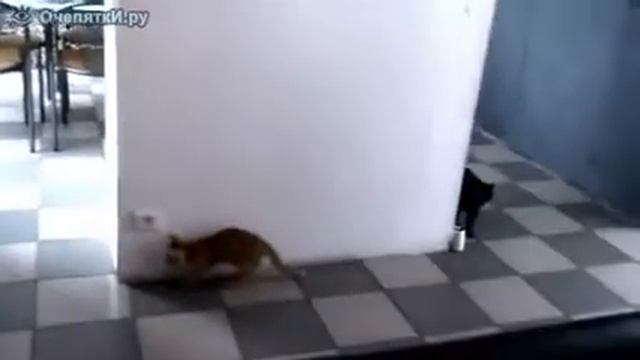 Игра в кошки-мышки [Behave in a cat-and-mouse way] смотреть онлайн