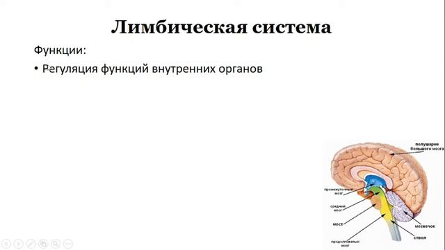 Урок №37 "Головной мозг. Строение и функции" смотреть онлайн