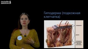 Покровы тела. Строение и функции кожи. Видеоурок 26. Часть 1. Биология 8 класс