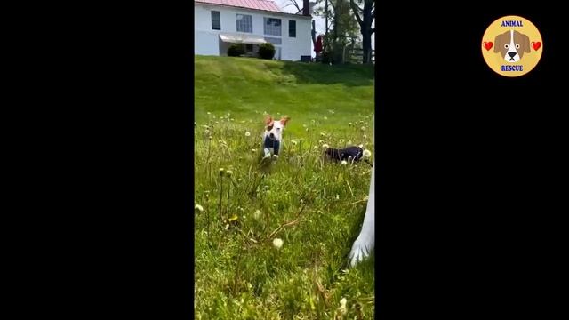 She was dumped at the back yard, only skins and bones, nearly starved to end in pain! смотреть онлайн