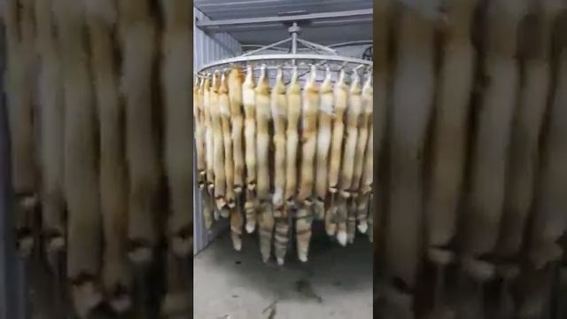 Выделка шкуры лисы: этап сушки смотреть онлайн
