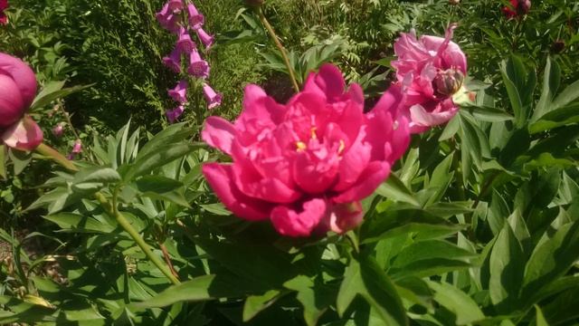 Paeonia Yankee Doodle Dandy смотреть онлайн
