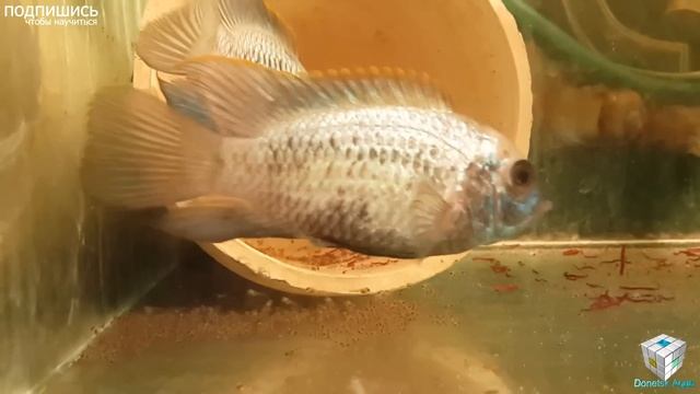 Наннакара. Reproduction Of Nannacara, Nannacara Zucht, La Cría Nannacara, Incubation Of Caviar