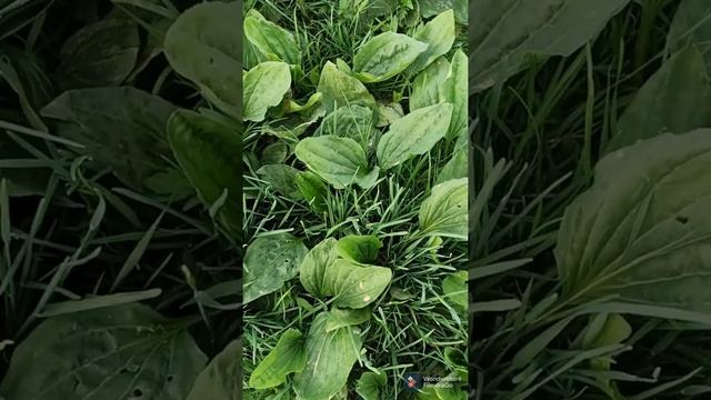 Подорожник трава. смотреть онлайн