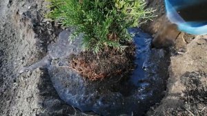 Как посадить ТУЮ осенью. Посадка туи, полив, советы от Евгении, выращивание туи