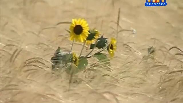 Посевная 2012.05.14 смотреть онлайн