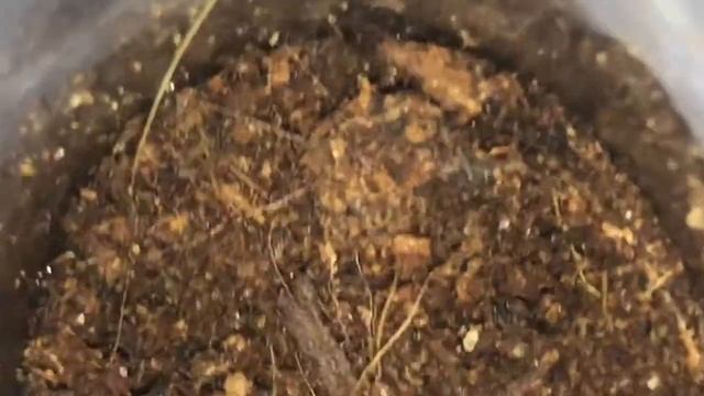 Liphistius cf. ornatus first feeding with me. Blink and you'll miss it. смотреть онлайн