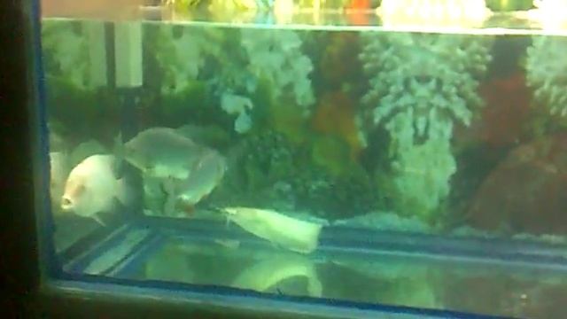 red devil and paku смотреть онлайн