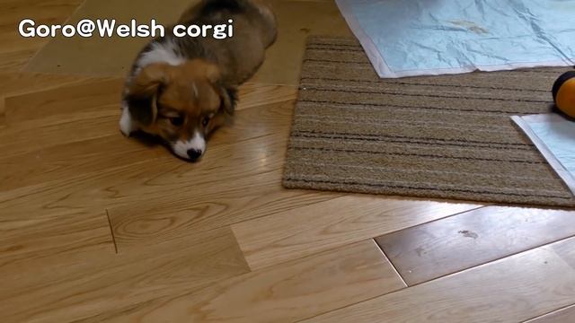 cute corgi puppies playing / じゃれて遊ぶフラッフィとトライカラーのコーギー子犬 20150620 Part 12 welsh corgi pembroke fluffy смотреть онлайн