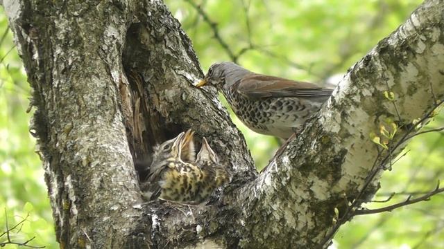 Дрозд рябинник с птенцами подростками смотреть онлайн