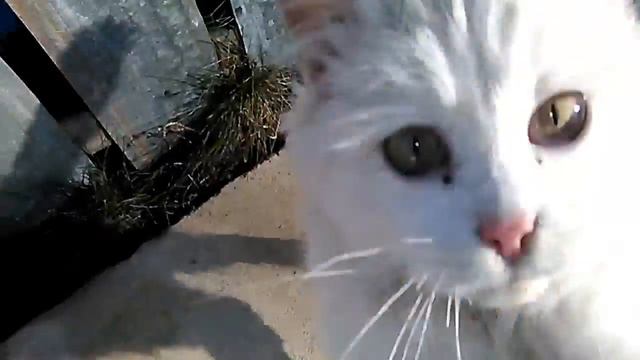 Белый котенок смотреть онлайн