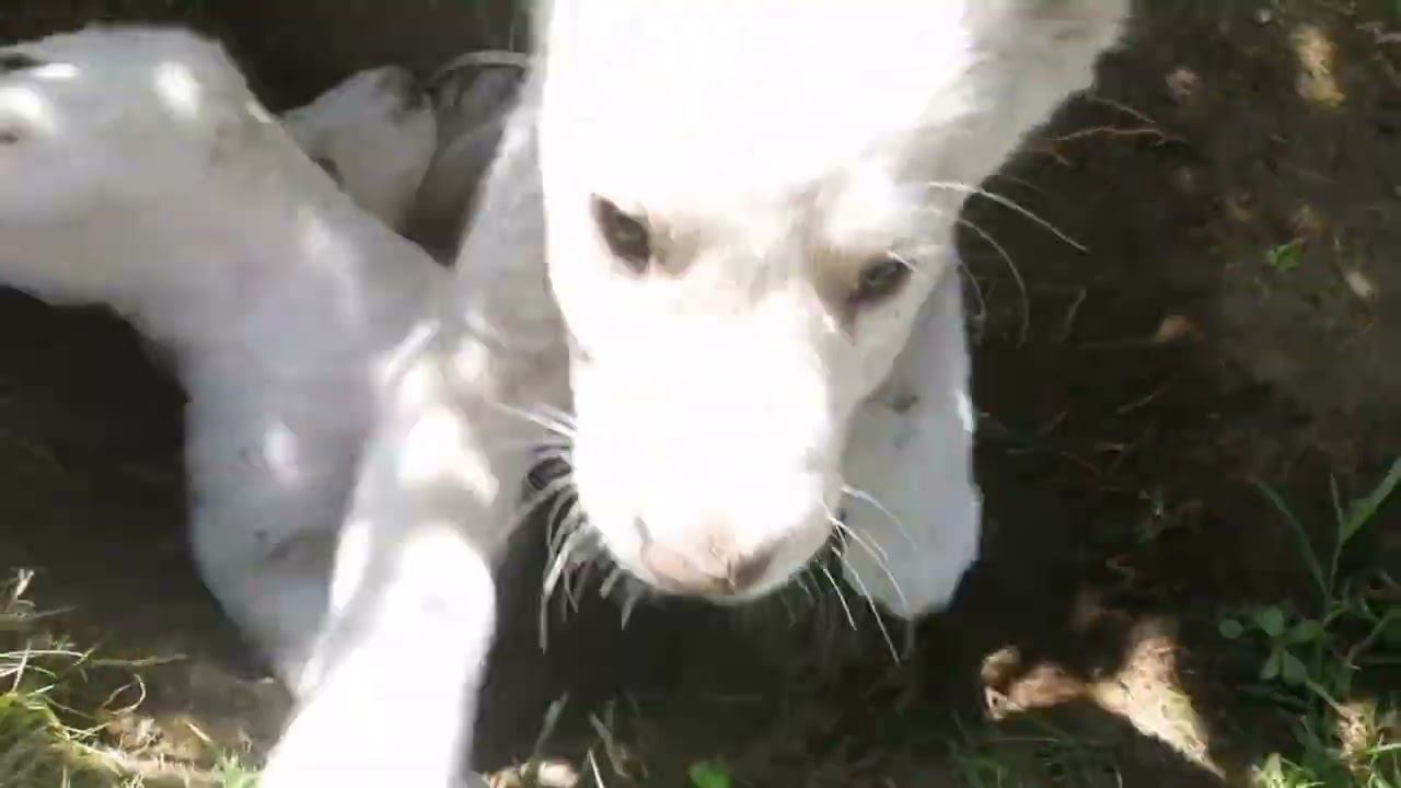 Алабайчики попали в беду. смотреть онлайн