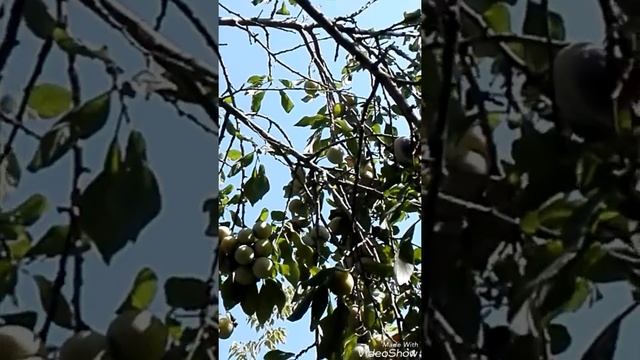 Вот какая красивая природа||на даче(•~•) смотреть онлайн