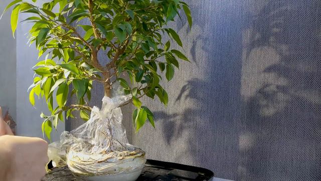 [БОНСАЙ] Фікус Бенджаміна. Повітряні корені, ч.1 [Ficus Bonsai. Aerial roots, part #1] смотреть онлайн