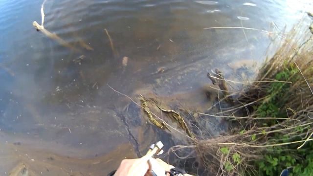Рыбалка с рогаткой.охота с рогаткой.ловля сазана с рогаткой смотреть онлайн