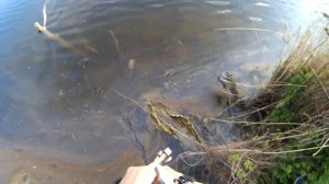 Рыбалка с рогаткой.охота с рогаткой.ловля сазана с рогаткой