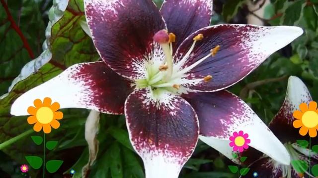 Лилия (Netty's Pride). Краткий обзор: Лилия описание характеристик, где купить луковицы смотреть онлайн