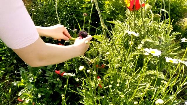 ?Делаем куколку из цветка мака. Flowee. Летние забавы для детей. Поделки из природного материала. смотреть онлайн