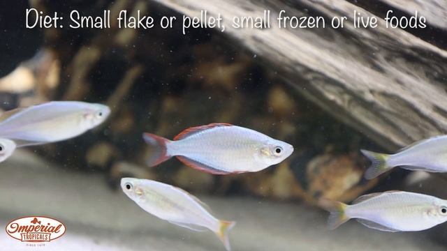 Neon Dwarf Rainbowfish (Melanotaenia praecox) ?❤️ #imperialtropicals смотреть онлайн