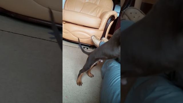 Puppy brown doberman playing 6 weeks old смотреть онлайн