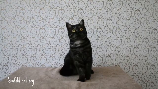 Шотландская кошечка черной дымной шубке смотреть онлайн