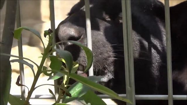 神戸市立王子動物園の黒ジャガー「ミワ」生後10か月ごろ午前の前半 Black Jaguar@Oji Zoo смотреть онлайн
