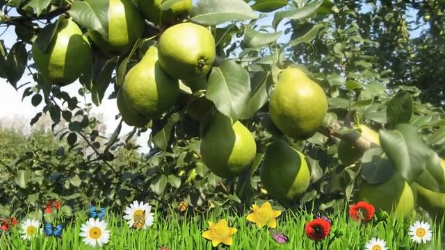 Груша плодовая Феерия ? Обзор: посадка и уход. саженцы, крупномеры груши: описание и особенности