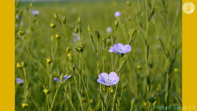 Встала весна Тарас Шевченко В2 НУШ смотреть онлайн