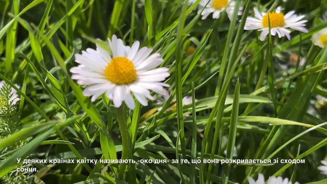Стокротки багаторічні – bellis perennis (маргаритка) смотреть онлайн